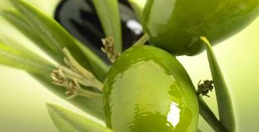 olive-13-7-2010