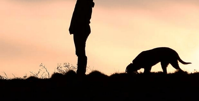 دلالات ومعنى الكلب في الحلم | تفسير الكلب في المنام على الصعيد النفسي