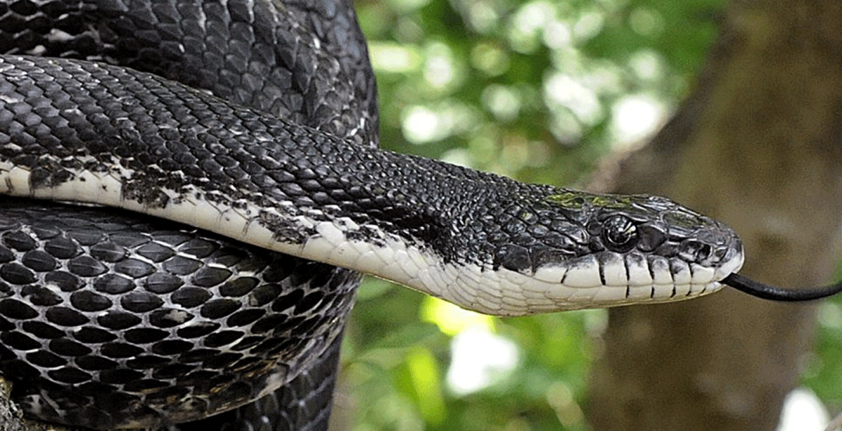 تفسير حلم الثعبان الاسود في البيت