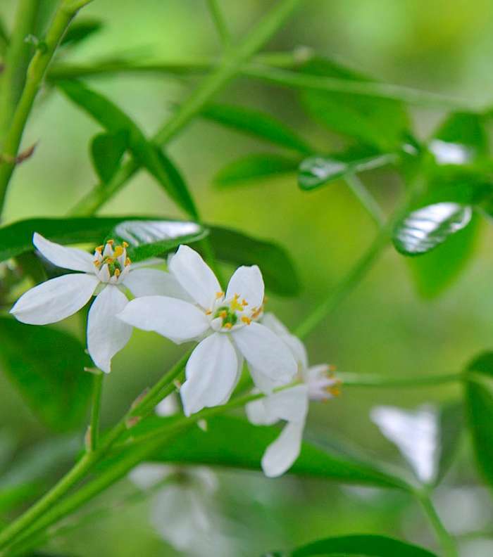 زهرة الياسمين هي من المكونات الرئيسية لعطر Jasmine-﻿Immortelle﻿ ﻿Neroli