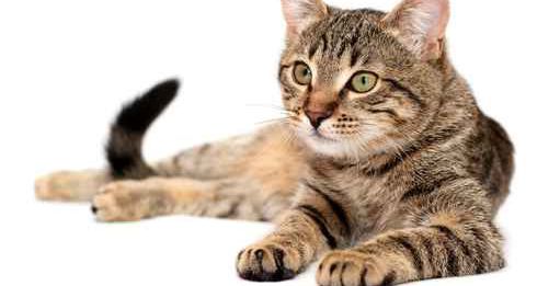 تفسير حلم القطط