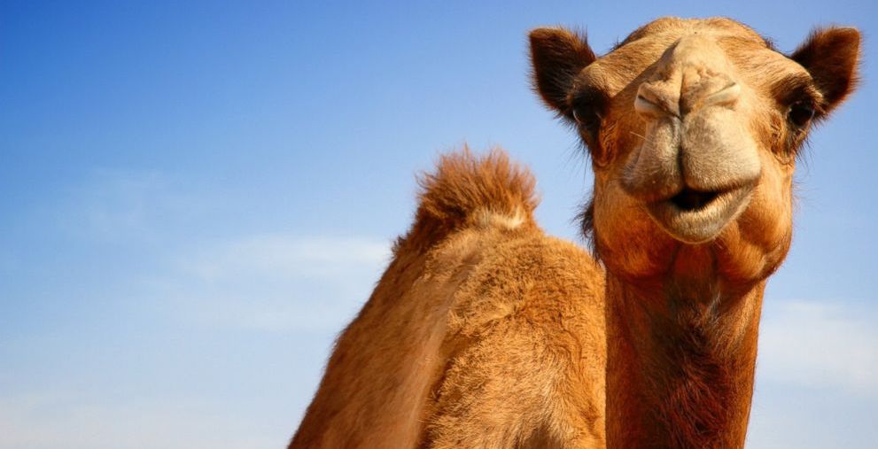 تفسير حلم الجمل