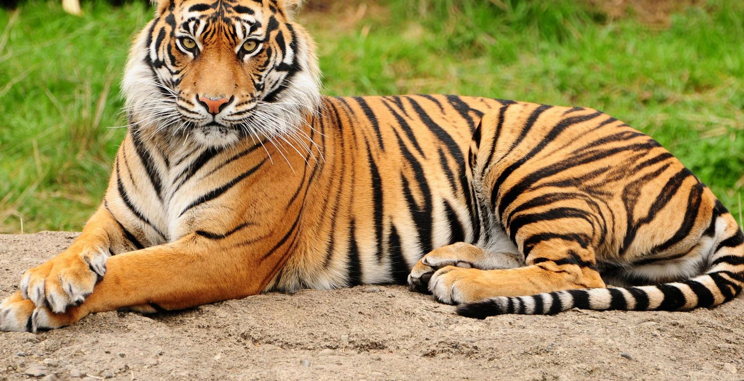 تفسير حلم النمر