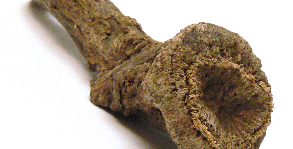 فائدة القسط الهندي للجسم