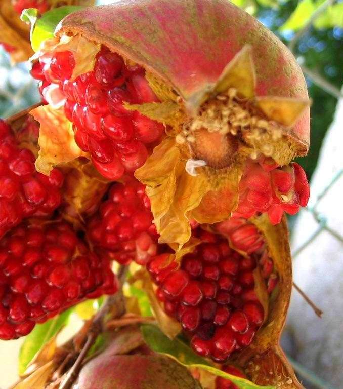 pomegranate-5-10-2010