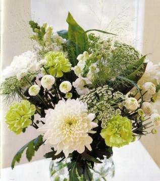 زهرة الشلال المثالية Chrysanthemums