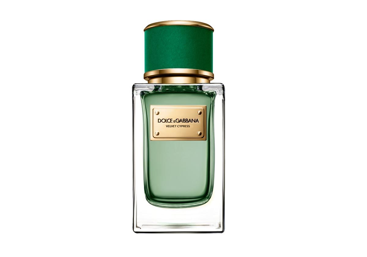 عطر Velvet Cypress من Dolce&Gabbana